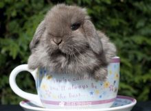 茶杯兔图片