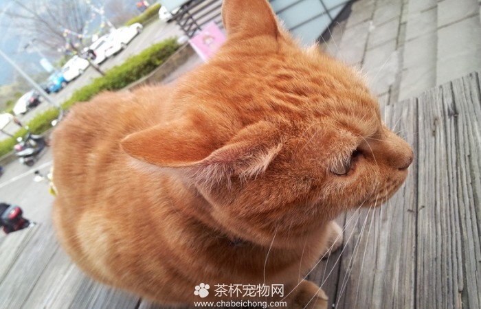 呆傻萌猫咪（二）