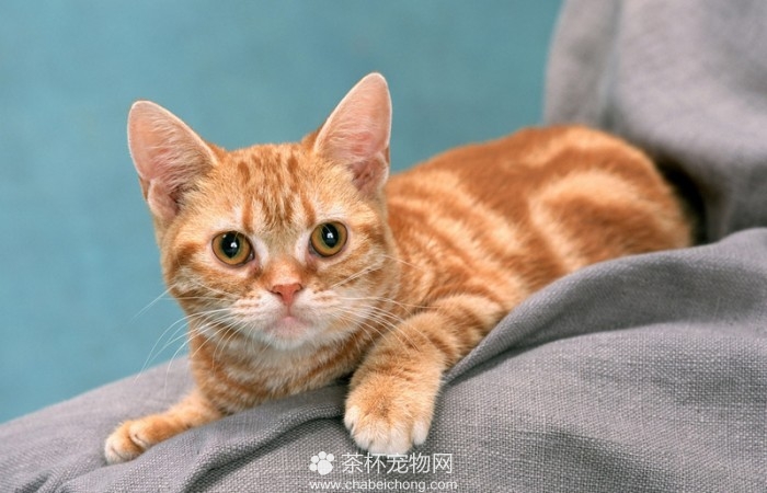 呆傻萌猫咪（三）