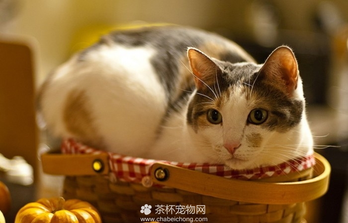 呆傻萌猫咪（四）