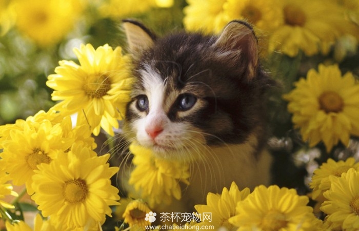 呆傻萌猫咪（六）