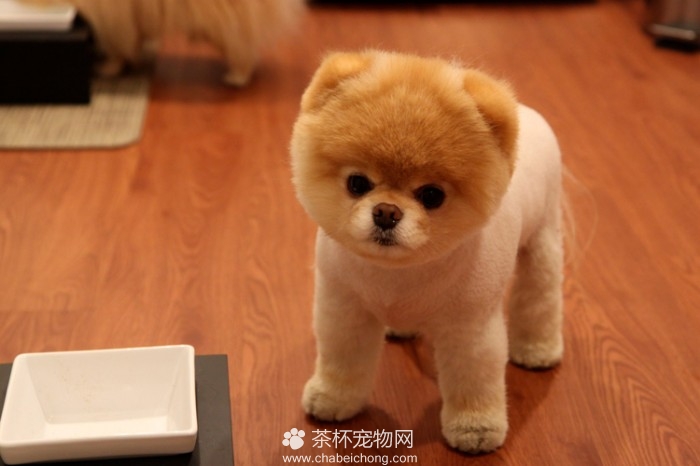 boo 世界上最可爱的狗狗 图片全集(二) - 茶杯宠物网