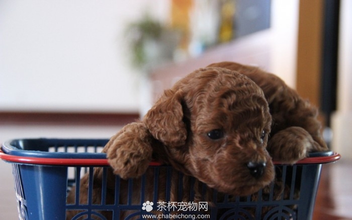 影响贵宾犬价格的因素