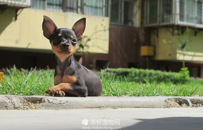 迷你袖珍小鹿犬