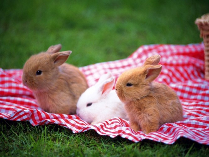 给大家分享一组可爱的小兔子,虽然不是茶杯兔,但是样子也一样是非常