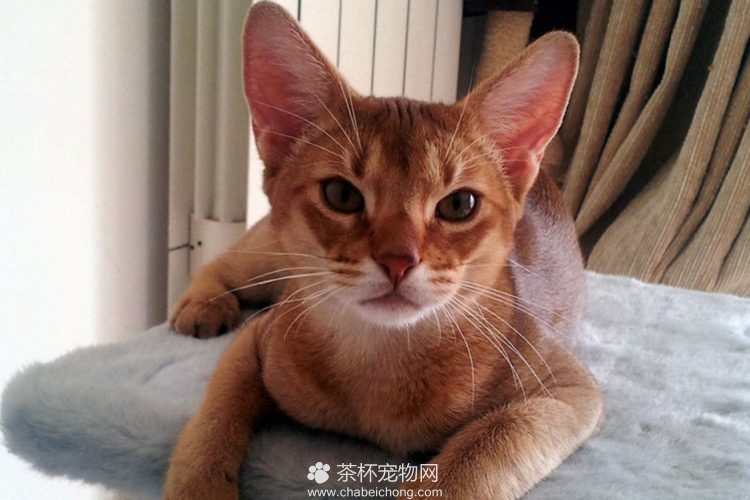 阿比西尼亚猫图片（八）