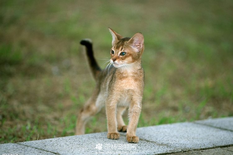 阿比西尼亚猫图片（三）