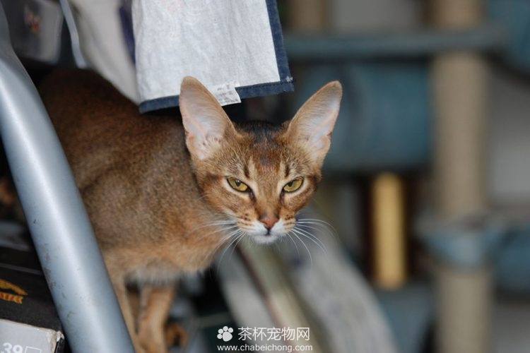 阿比西尼亚猫图片（六）