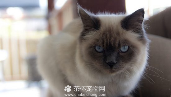 伯曼猫图片（四）