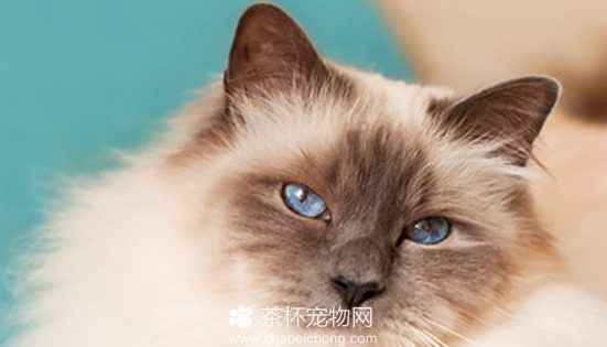 伯曼猫 缅甸圣猫图片大全 - 茶杯宠物网