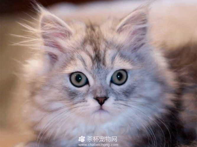 的这个猫咪可是一个屡次获得猫展世界冠军的猫咪,它的名字叫金吉拉,从