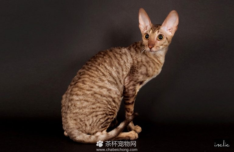 柯尼斯卷毛猫图片（二）