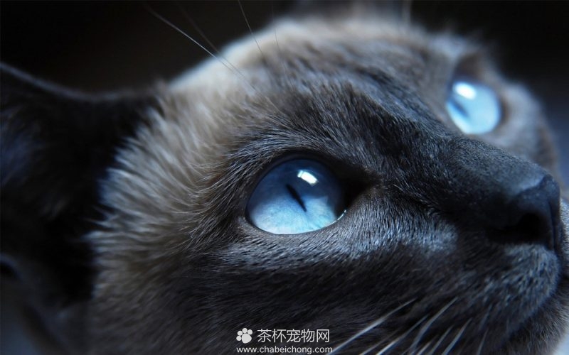 孟买黑猫图片大全