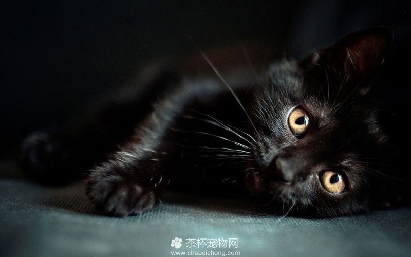 孟买黑猫图片（三）