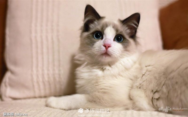 世界上最美的布偶猫（二）