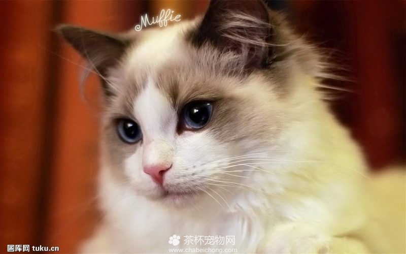 世界上最美的布偶猫（三）
