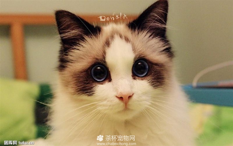 世界上最美的布偶猫（五）